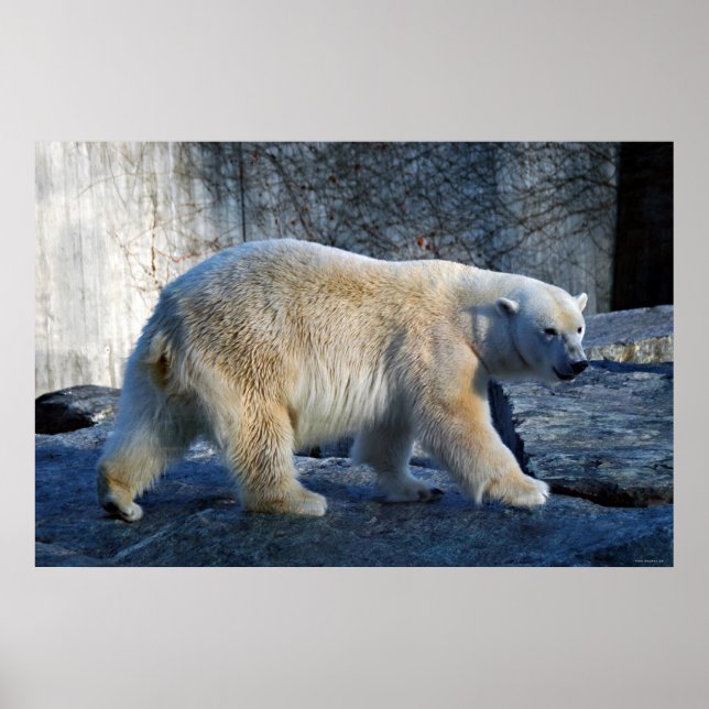 Póster Eisbaer (Frente)