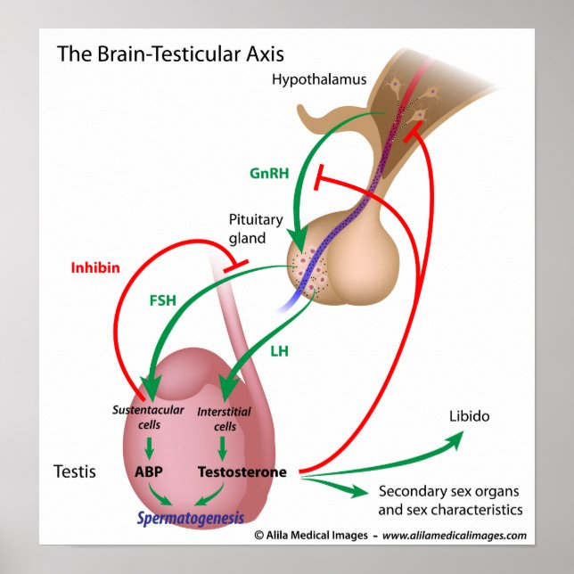 Póster Eje testicular cerebral, control de la pubertad ma (Frente)