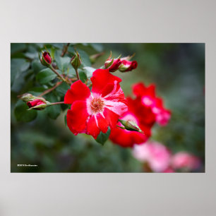 Póster El 4 de julio de Shrub