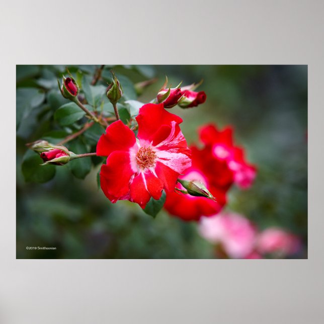 Póster El 4 de julio de Shrub (Frente)