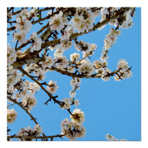 Póster El abrazo de la primavera: Flores blancas contra e