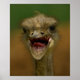 Póster El abrazo del avestruz