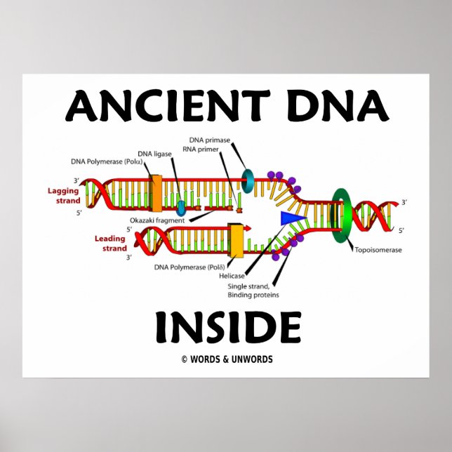 Póster El ADN antiguo dentro del humor de replicación del (Frente)