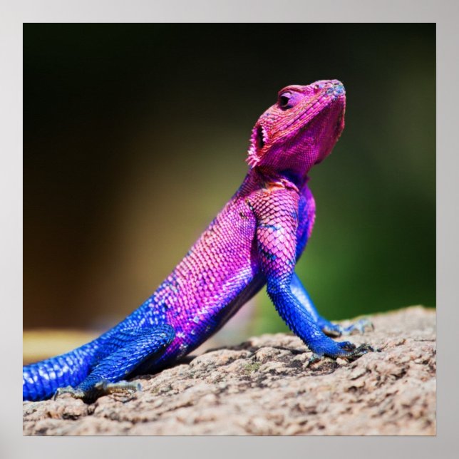 Póster El Agama de cabeza plana Mwanza sobre la roca (Frente)