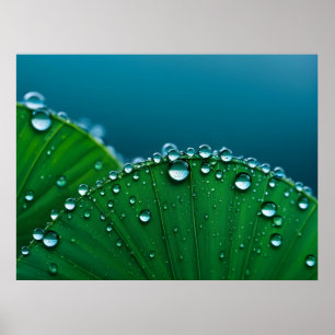 Póster El agua cae sobre las hojas