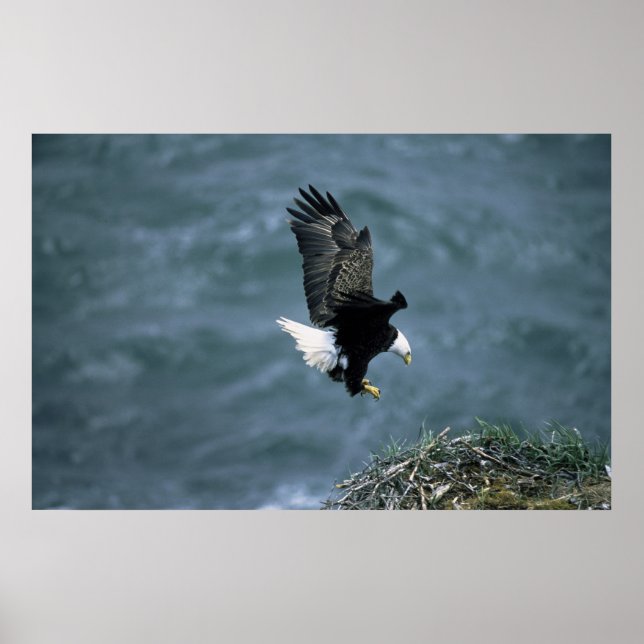 Póster El águila calva aterrizando en el nido (Frente)