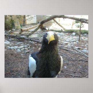 Póster El águila marina de Steller