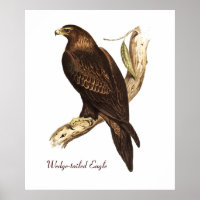 El Águila Pintoresca. Un magnífico pájaro de presa