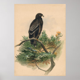 Póster El águila vista de Joseph Wolf