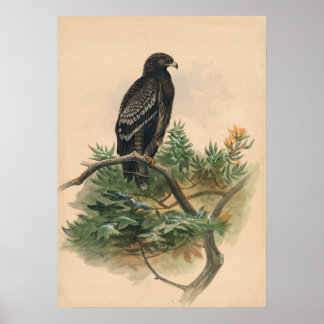 Póster El águila vista de Joseph Wolf