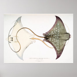 Póster El águila vista Stingray: Una criatura magnífica