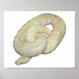 Póster El albino manosea la abeja