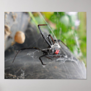 Póster El alce de la viuda