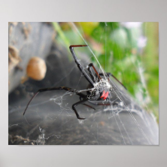 Póster El alce de la viuda (Frente)