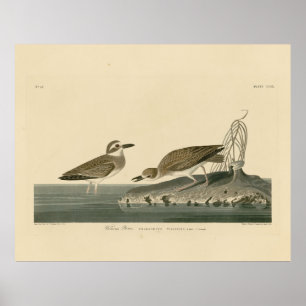 Póster El amante de Wilson de los pájaros de América de A
