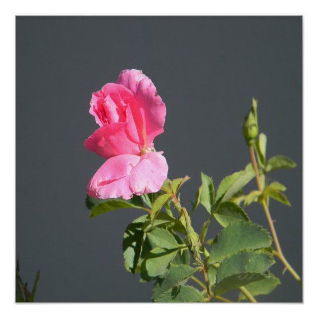 Póster El amor del verano... (Anverso)