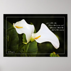 Póster El amor es la única flor