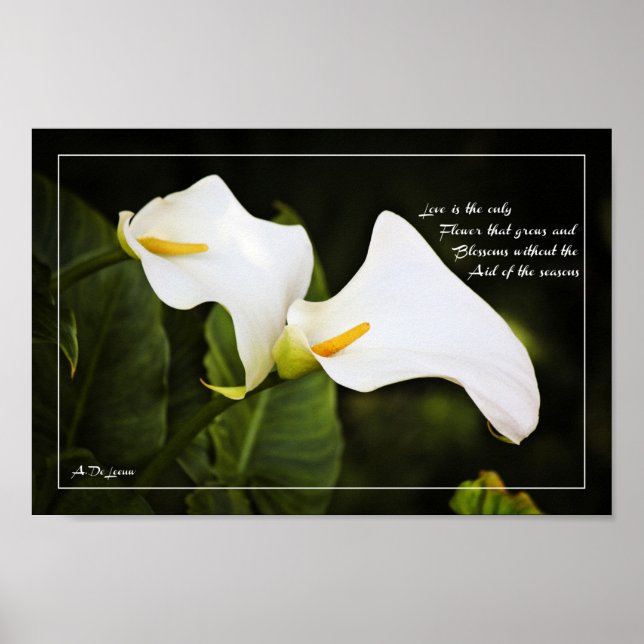 Póster El amor es la única flor (Frente)