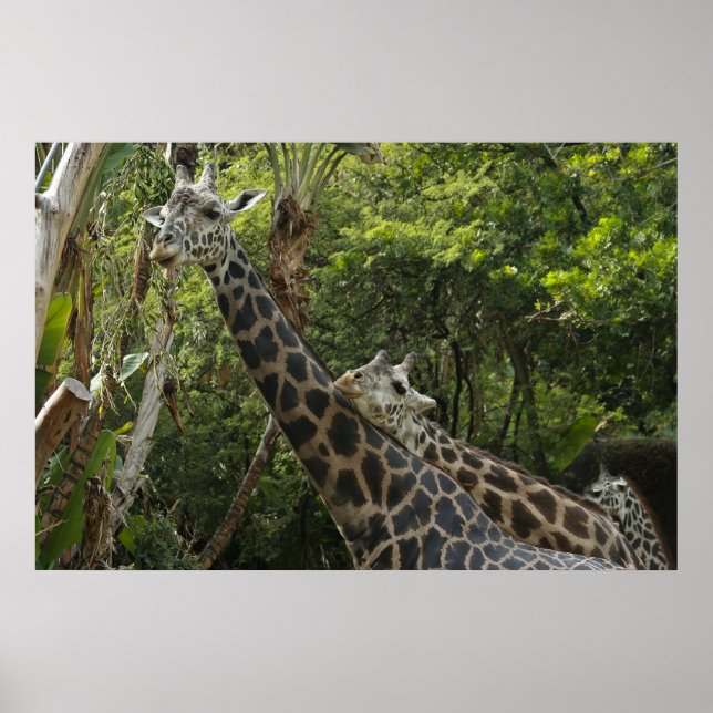 Póster ¡El amor está en el aire (Frente)