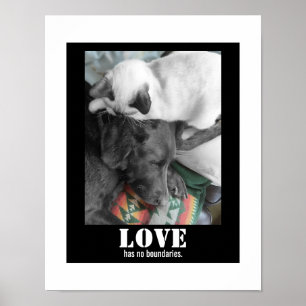 Póster El amor no tiene límites Fotografía de gato y perr