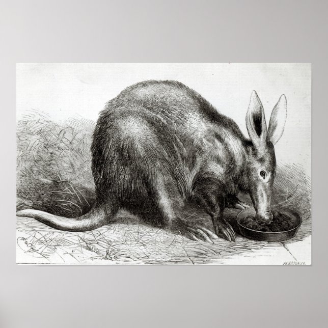 Póster El Anteoidal del Cabo (Frente)