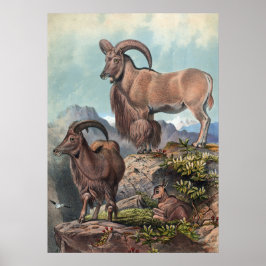 Póster El Aoudad de Joseph Wolf