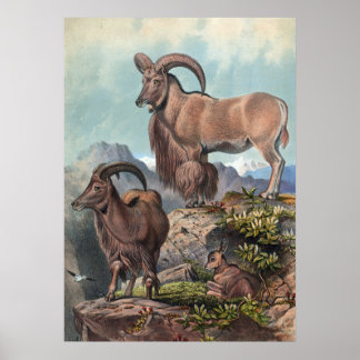 Póster El Aoudad de Joseph Wolf