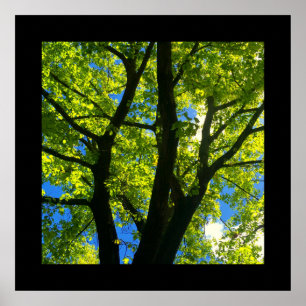 Póster El árbol con la primavera sale del poster (el