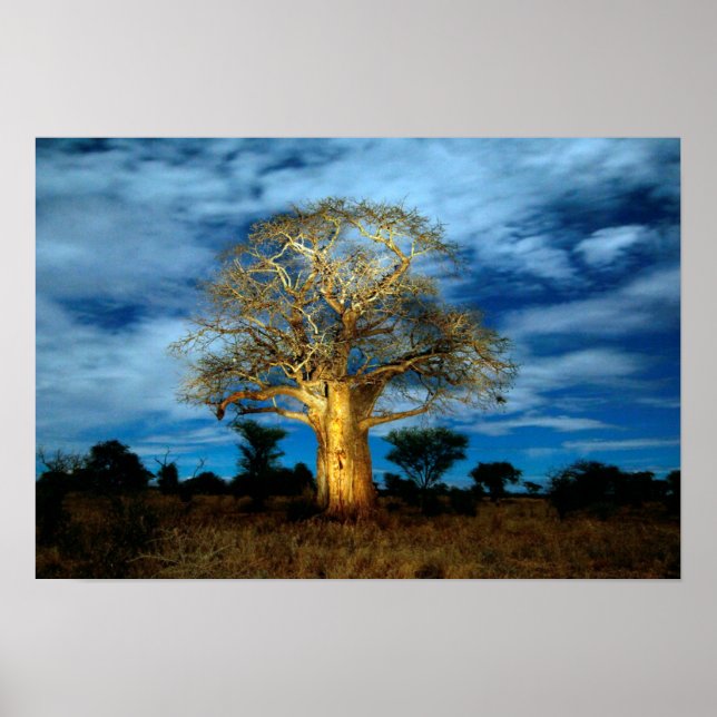 Póster El Árbol De Baobab (Adansonia) Se Enciende Por La  (Frente)