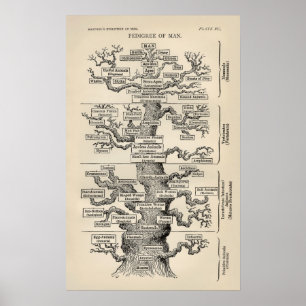 Póster El "árbol de la vida" de Ernst Haeckel