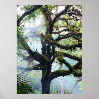 Póster El árbol de las Mossy en la niebla