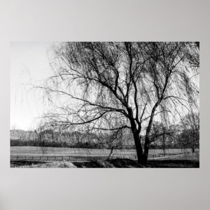 Póster El árbol de Leiper