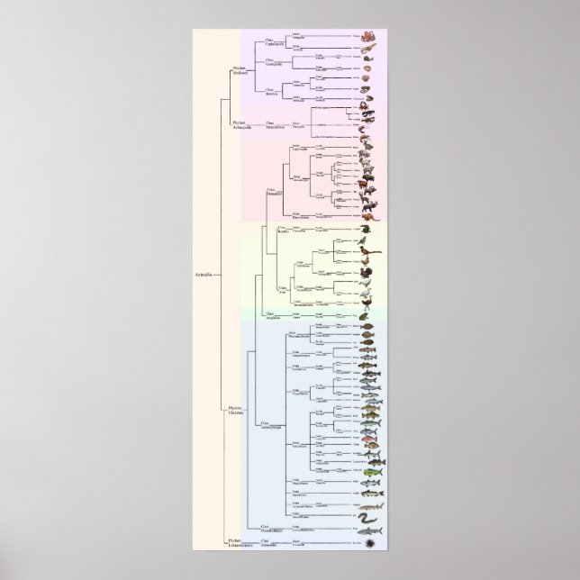 Póster El árbol de yum: Animalia imprime (Frente)