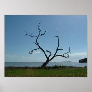 Póster El árbol del poeta