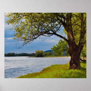 Póster El Árbol En La Orilla