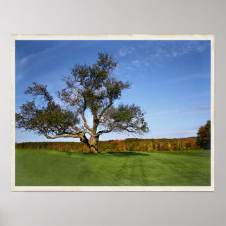 Póster El árbol en Topsmead