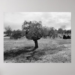 Póster El árbol que llora