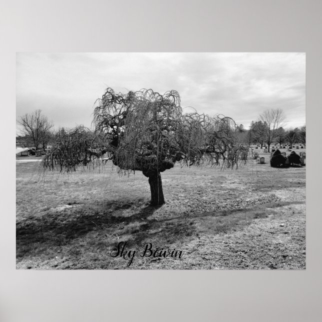 Póster El árbol que llora (Frente)