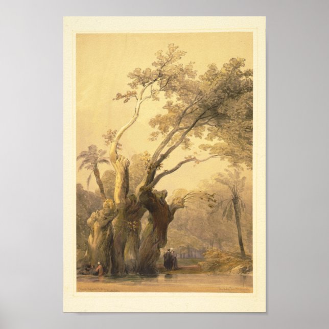 Póster El árbol sagrado, Metereah (Frente)