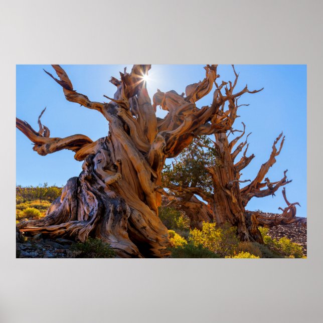 Póster El árbol Sentinel (Frente)