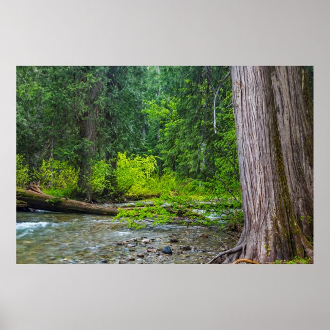Póster El Área Escénica de Cedros de Ross Creek (Frente)