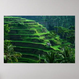 Póster El arroz coloca Bali Indonesia