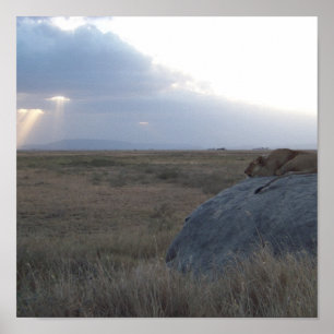 Póster El atardecer de la leona