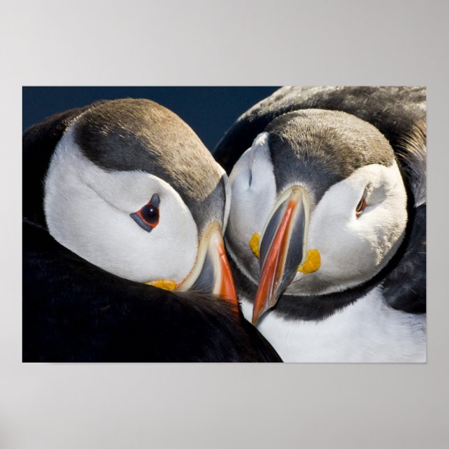 Póster El atún de aleta del Atlántico, un pájaro marino p (Frente)