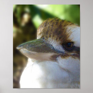 Póster El australiano Kookaburra se acerca,