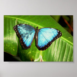 Póster El azul Morph la mariposa