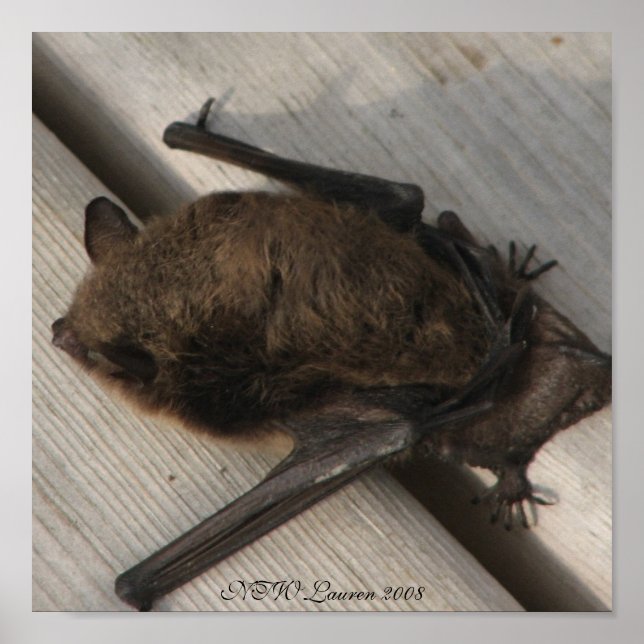 Póster El Bat Que Vino A Desayunar (Frente)