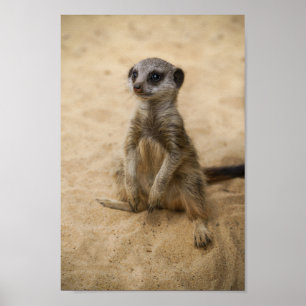 Póster El Bebé Meerkat Sentado En La Arena