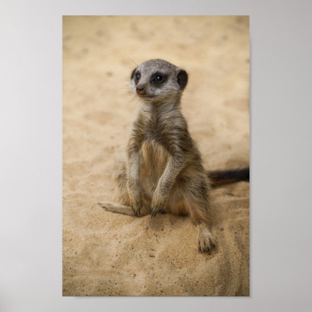 Póster El Bebé Meerkat Sentado En La Arena (Frente)