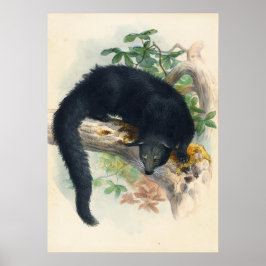 Póster El Binturong de Joseph Wolf